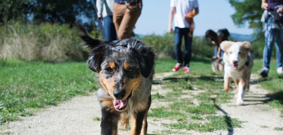 Accueil - Ame Canine, éducation canine à Metz